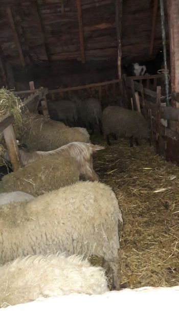  - Oi si capre ianuarie 2018