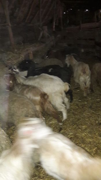  - Oi si capre ianuarie 2018