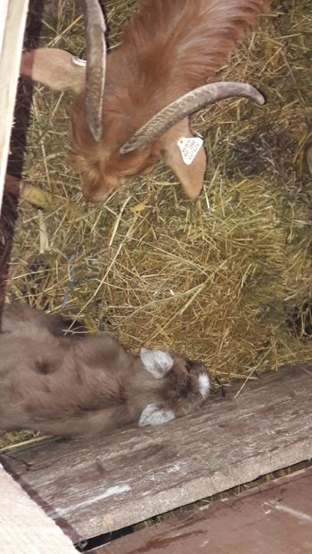  - Oi si capre ianuarie 2018