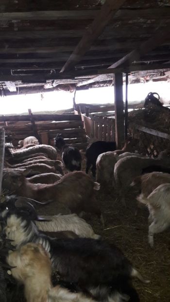  - Oi si capre ianuarie 2018