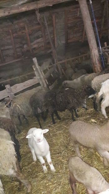  - Oi si capre ianuarie 2018