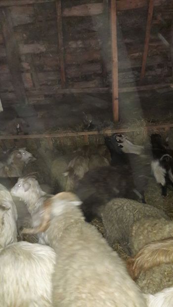  - Oi si capre ianuarie 2018