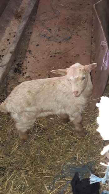  - Oi si capre ianuarie 2018