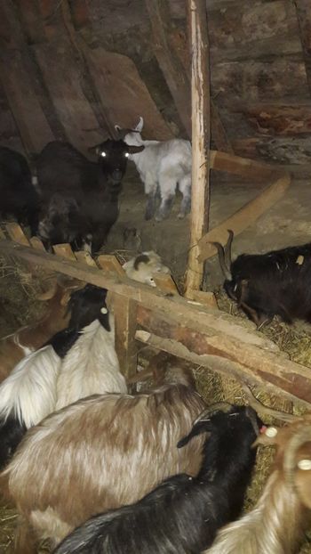  - Oi si capre ianuarie 2018