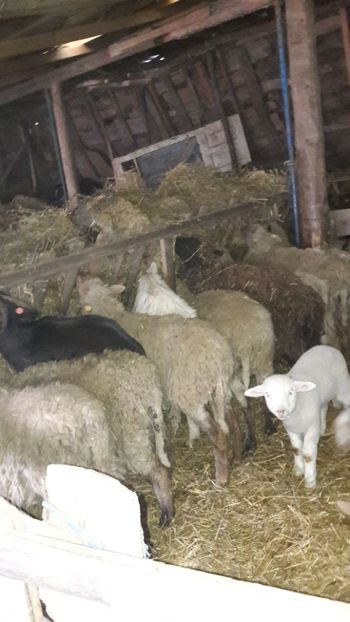  - Oi si capre ianuarie 2018