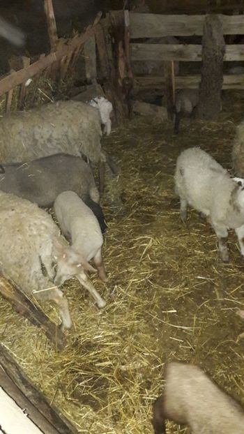  - Oi si capre ianuarie 2018