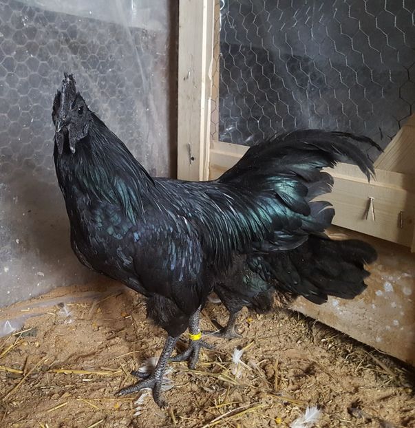  - A- Ayam Cemani 2019-2020