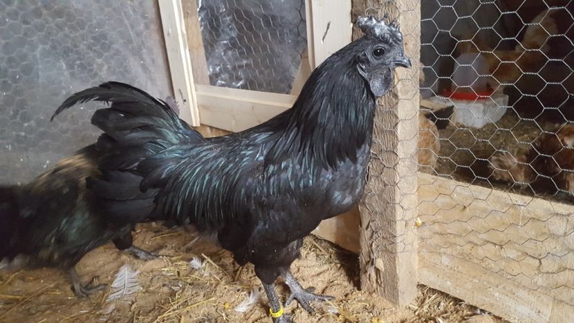  - A- Ayam Cemani 2019-2020