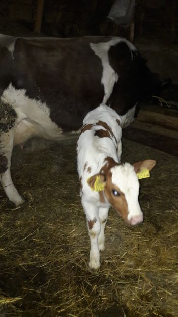  - Vaci si vitei 2018