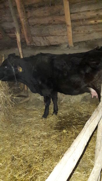  - Vaci si vitei 2018