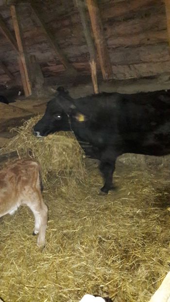  - Vaci si vitei 2018