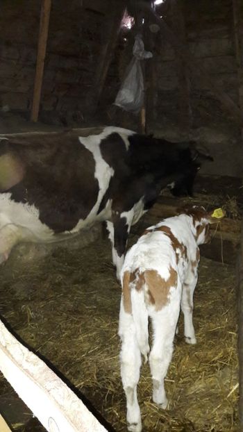  - Vaci si vitei 2018