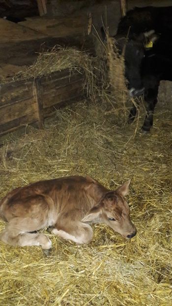  - Vaci si vitei 2018