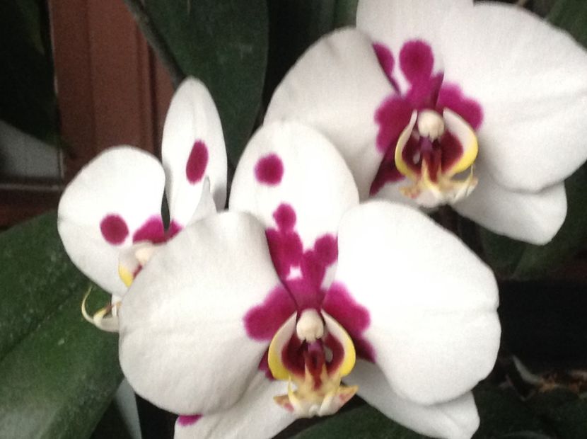  - Phalenopsis ian 2018