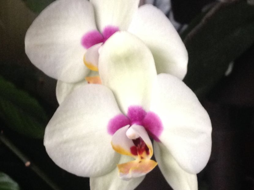  - Phalenopsis ian 2018