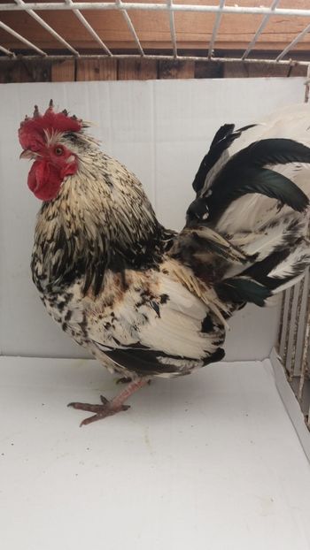 vandut 50 - De vanzare gainuse mi de flori