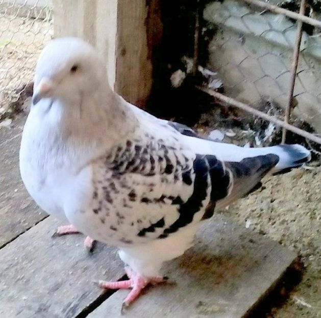  - - A - CRESCATOR POLIVALENT