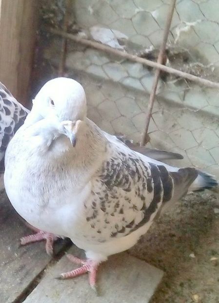  - - A - CRESCATOR POLIVALENT