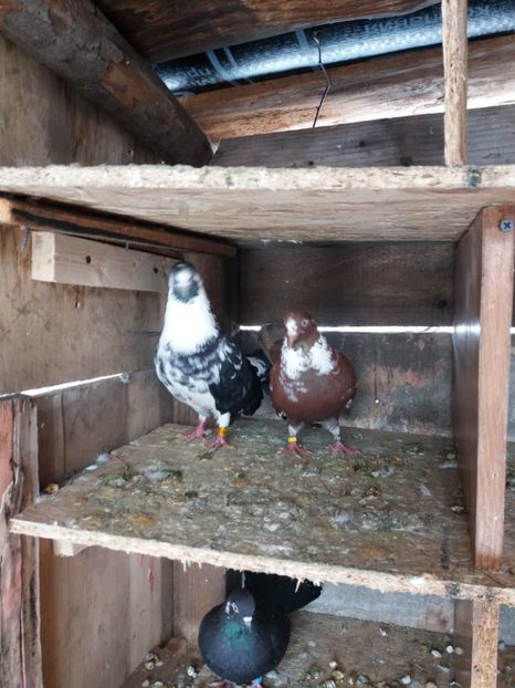  - Cingide de ploiesti zis zmei????