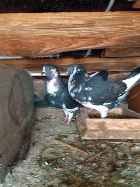  - Cingide de ploiesti zis zmei????