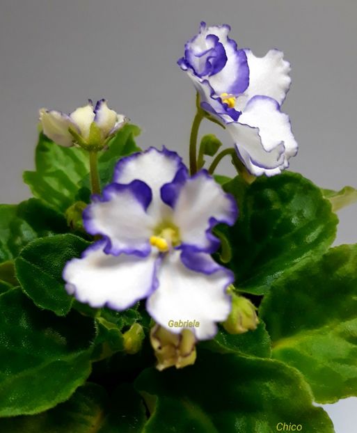 Chico 12  lei - Chico