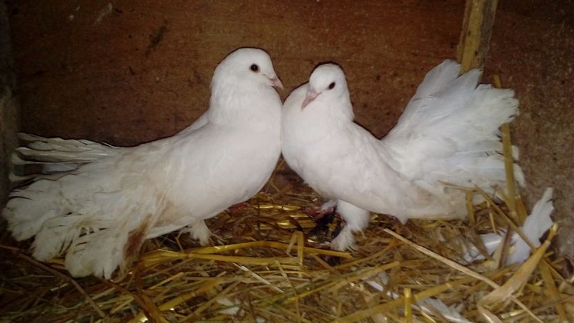  - Matca de porumbei voltați 2018