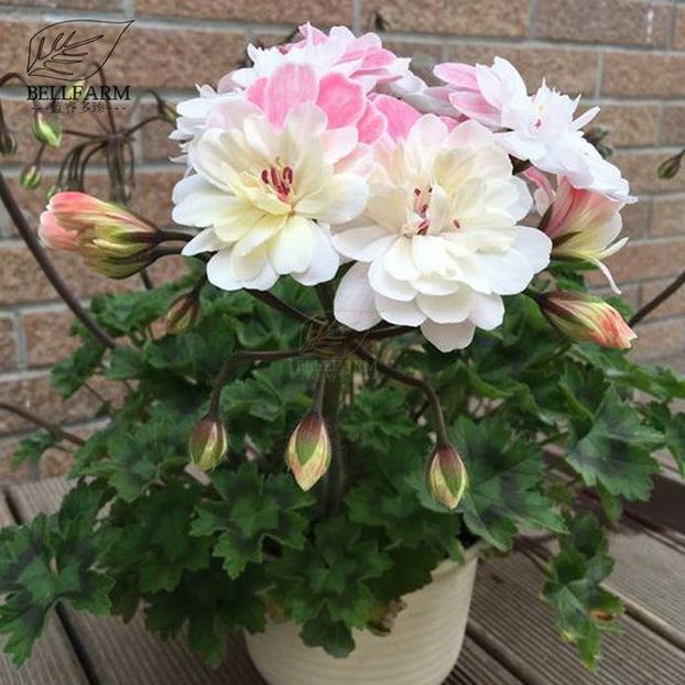 BELLFARM-Geranium-Pink-White-Double-Petals-Perennial-Flower-Seeds-10pcs-Heirloom-Big-Blooms-Flowers- - 2018 Muscata si suculente deosebite!