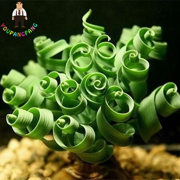 Spring-Grass-Seeds-Succulents-Plant-Grass-Seeds-DIY-Bonsai-Potted-Garden-Home-Exotic-Plant-In - 2018 Muscata si suculente deosebite!