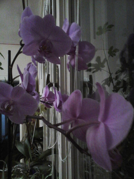 orhideea primita de la Vasilica Trusca - 2018
