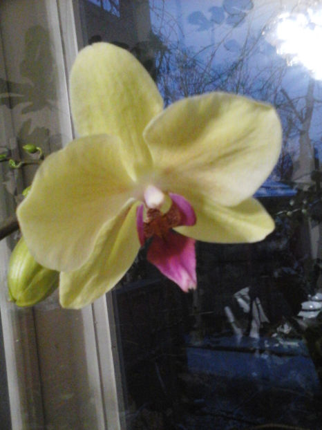 orhideea galbena cu mijlocul grena - 2018
