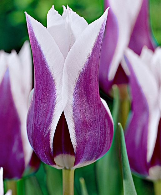  - Ce-i frumos si lui Dumnezeu ii place