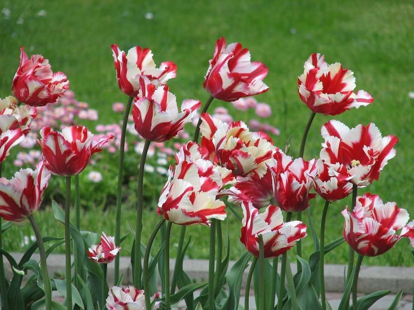  - Ce-i frumos si lui Dumnezeu ii place