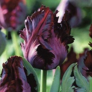  - Ce-i frumos si lui Dumnezeu ii place