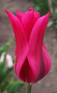  - Ce-i frumos si lui Dumnezeu ii place