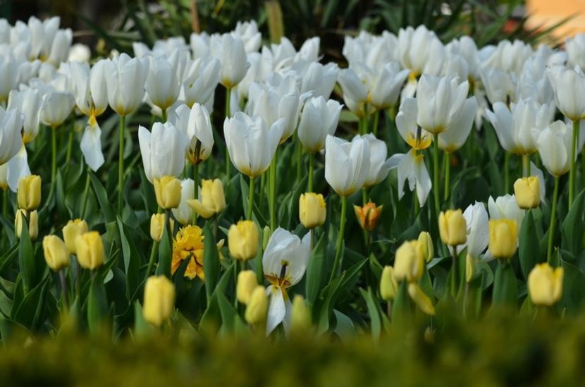  - Ce-i frumos si lui Dumnezeu ii place