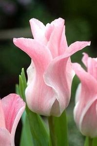  - Ce-i frumos si lui Dumnezeu ii place