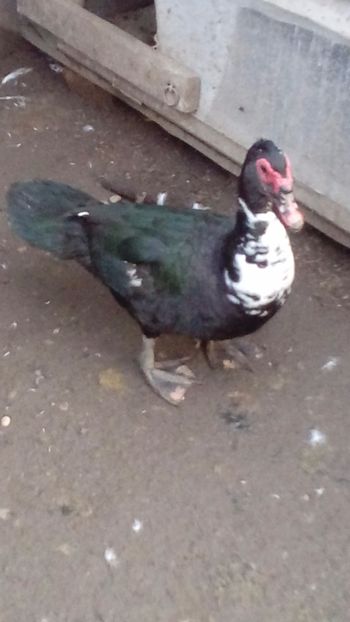 Răţoi nou - Matca de rațe leșești 2018