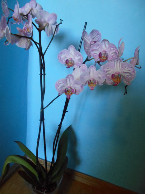  - orhidee 08 Dej 14 feb 2017