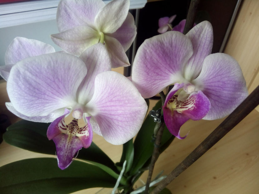  - orhidee 02 Carrefour VIVO Cluj mar 2016-am pierdut-o