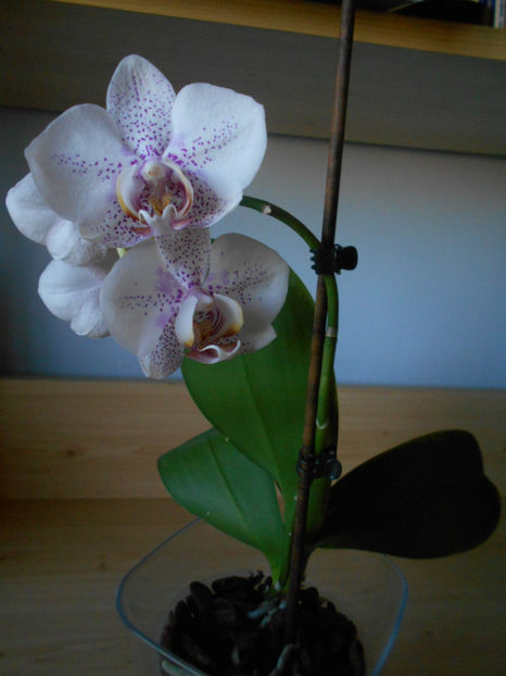  - orhidee 01- am pierdut-o