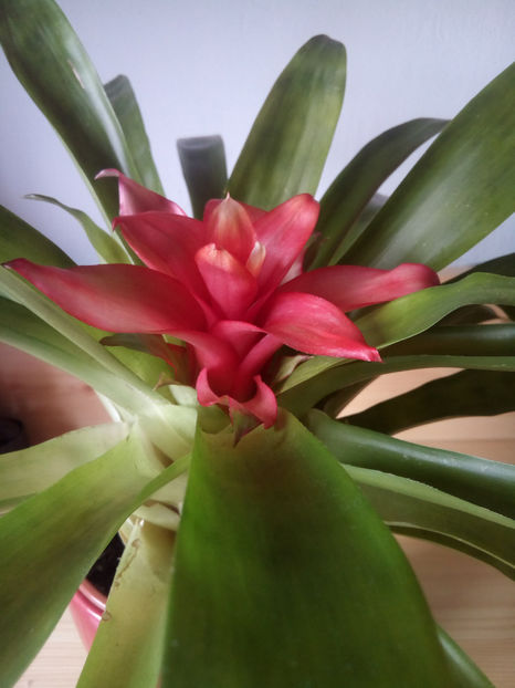  - guzmania