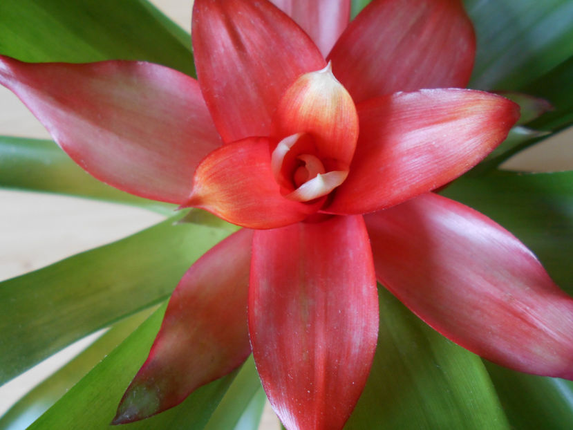  - guzmania