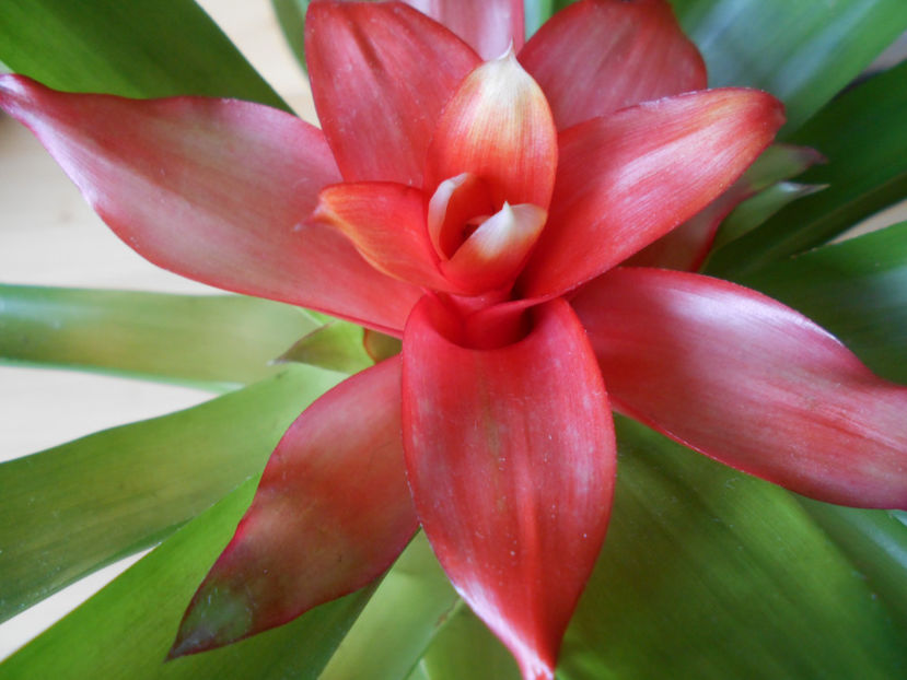  - guzmania