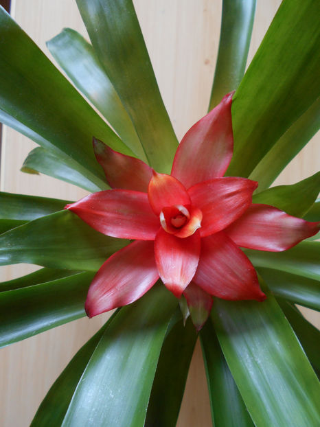  - guzmania