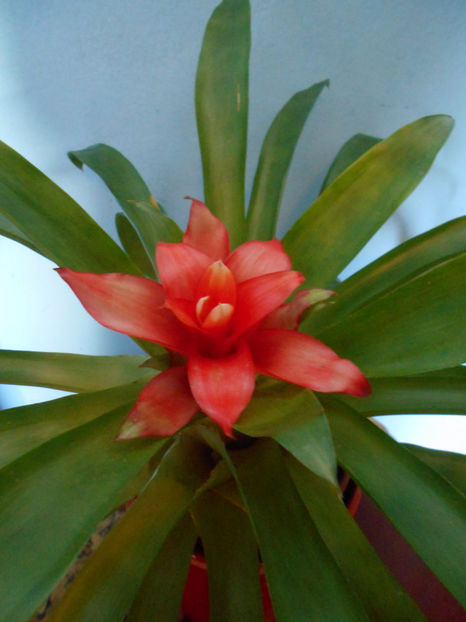  - guzmania