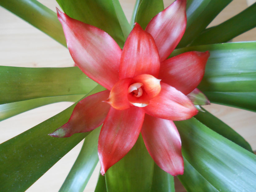  - guzmania