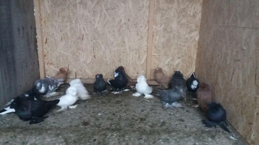  - Tobosari de Buhara