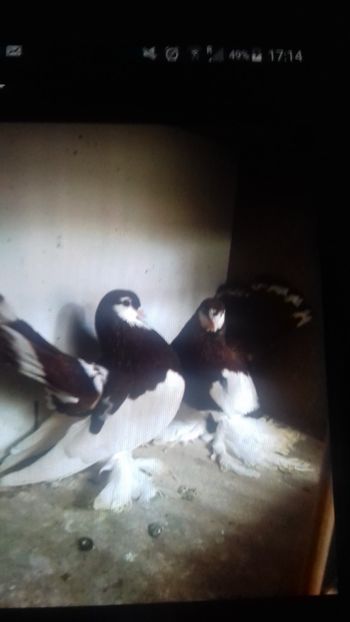  - Porumbei Rostow 2017