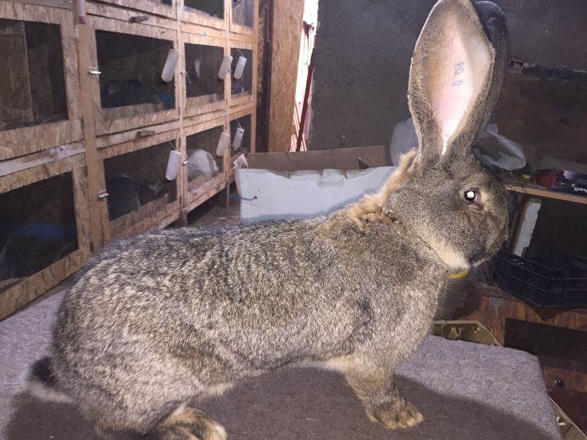 Vândut - RO 8-37129