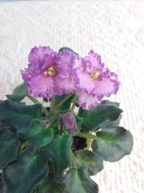 13 mar - ZZ Rob s Hopscotch